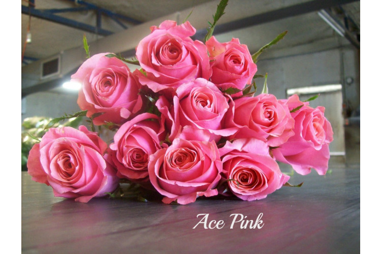 Ace Pink